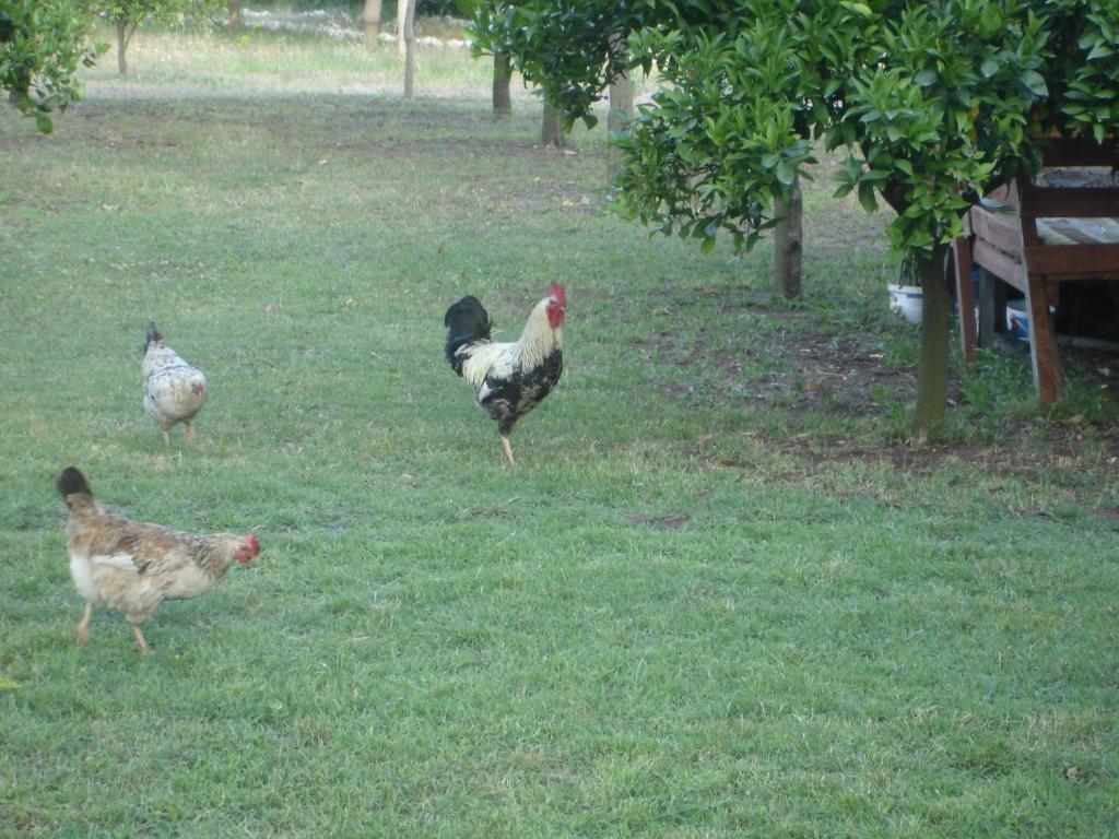 Engin Pension Çıralı Buitenkant foto
